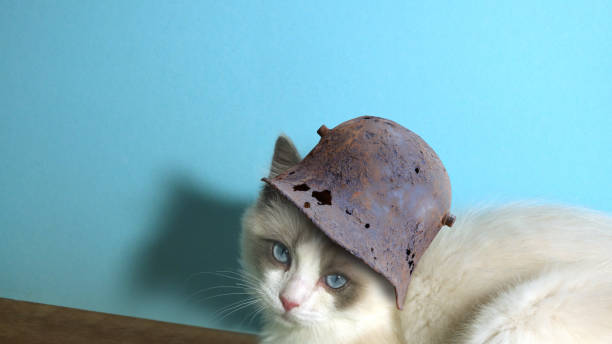 istock Cute  white fluffy cat in helmet. Funny kitty. 1439536329