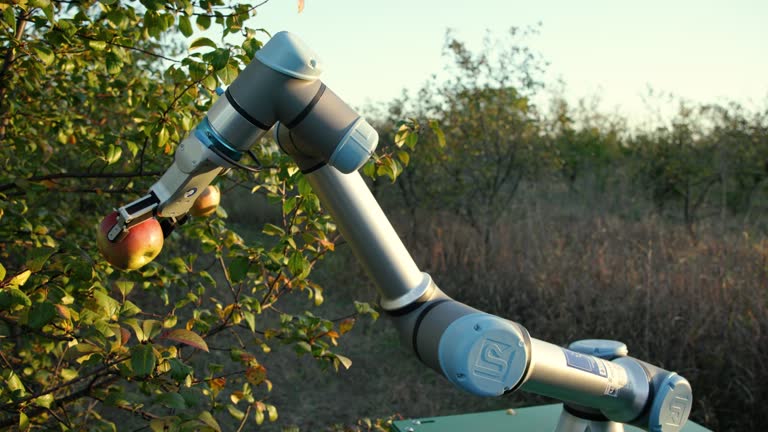 Agriculture robot, with robotic arm harvesting apple at the orchard