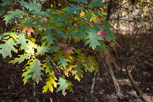 A bunch of green and yellow Oak leaves in Autumn season