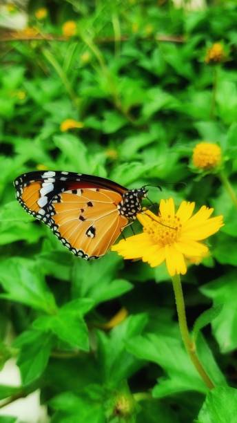 istock Butterfly wallpaper for phone 1439540548