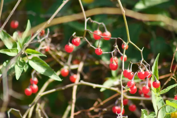 Close-up of red poisonberry with selective focus on foreground