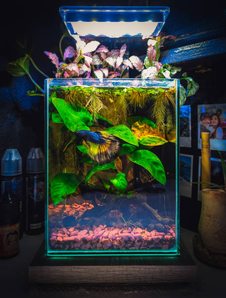 istock a beautifull view on my aquarium 1439541847