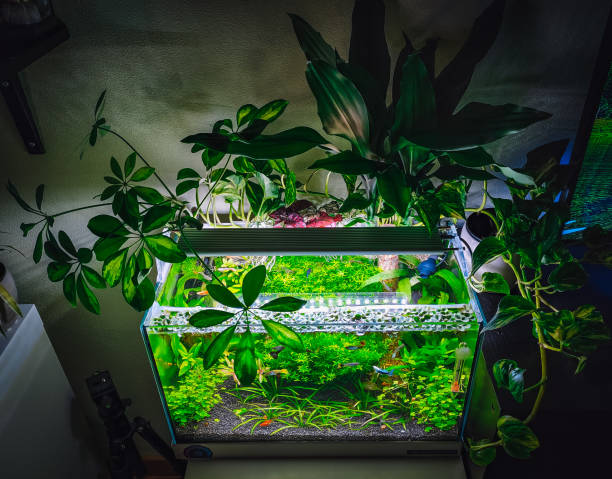 istock a beautifull view on my aquarium 1439541849