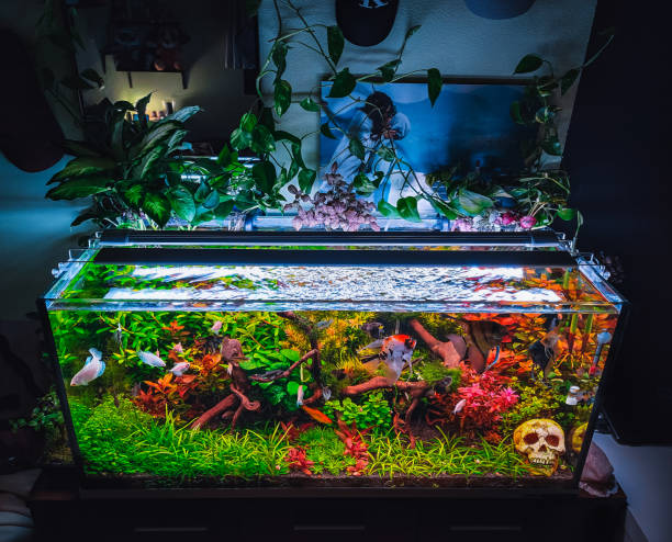 istock a beautifull view on my aquarium 1439541919
