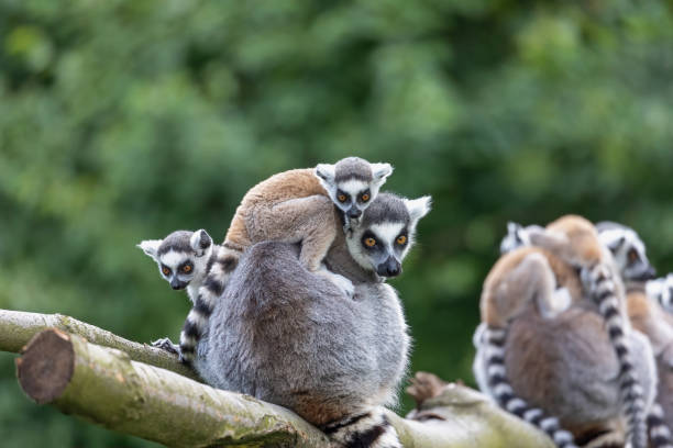 Family Of The Ringtailed Lemur Outdoors Stock Photo - Download Image Now -  Ring-Tailed Lemur, Africa, Animal - iStock