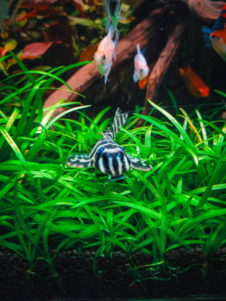 istock a lovely hypancistrus in my tank 1439542051