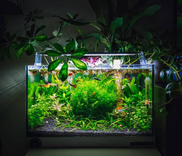 istock a beautifull view on my aquarium 1439542053