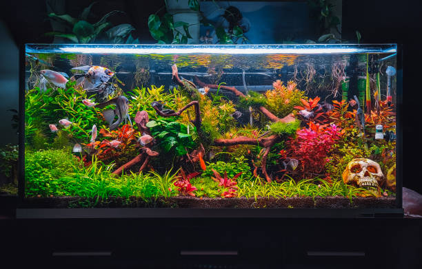 istock a beautifull view on my aquarium 1439542063
