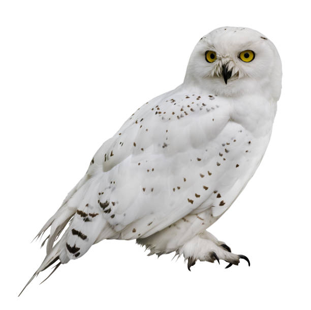 polar owl isolated on white background