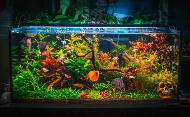 istock a beautifull view on my aquarium 1439542288