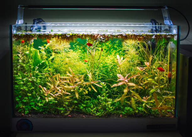 istock a beautifull view on my aquarium 1439542303