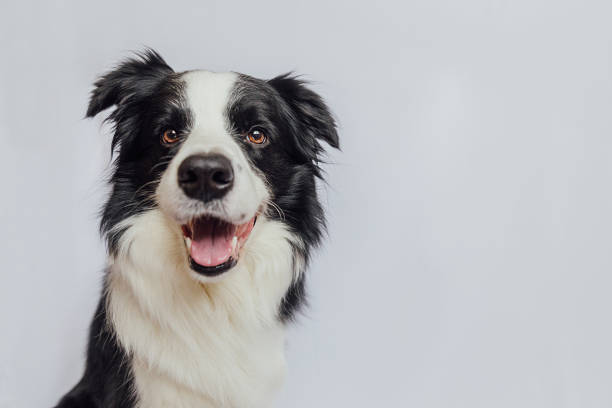 simpatico cucciolo di cane border collie con faccia buffa isolato su sfondo bianco con spazio di copia. cane da compagnia che guarda la macchina fotografica, ritratto frontale, un animale. cura degli animali domestici e concetto di animali. - sheepdog foto e immagini stock