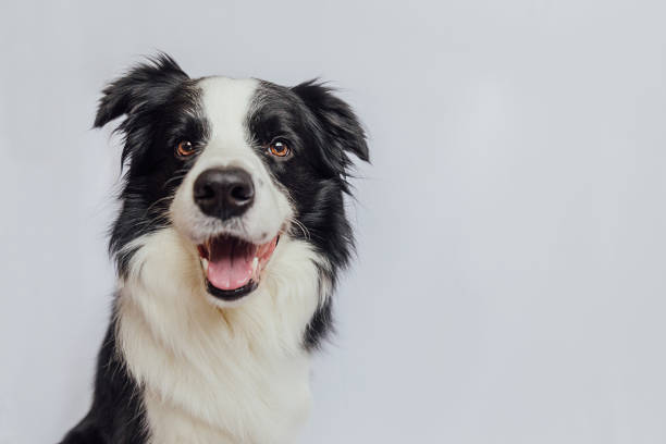 귀여운 강아지 개 국경 콜리와 재미있는 얼굴은 복사 공간이있는 흰색 배경에 고립되어 있습니다. 카메라를보고있는 애완 동물 개, 정면보기 초상화, 한 동물. 애완 동물 관리 및 동물 개념. - sheepdog 뉴스 사진 이미지