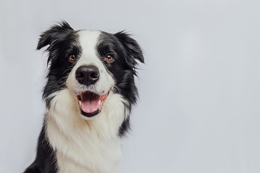 Cute puppy dog border collie with funny face isolated on white background with copy space. Pet dog looking at camera, front view portrait, one animal. Pet care and animals concept