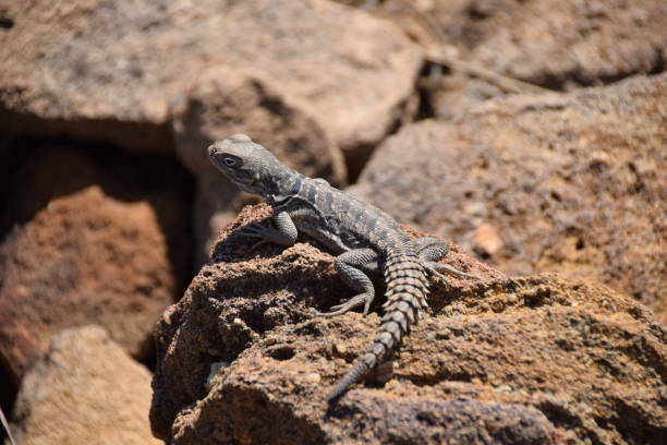istock Spiny tailed Iguana (Oplurus cyclurus), Isalo National Park, Madagascar 1439543768
