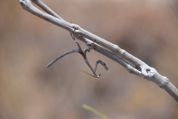 istock Twig-mimic praying mantis, Isalo National Park, Madagascar 1439543949
