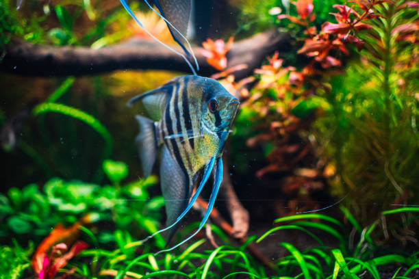 lovely angel fish in my aquarium stock photo