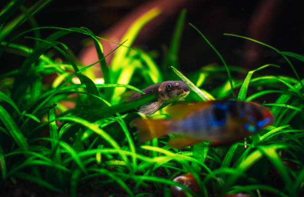 istock a ramirezi couple in my tank 1439544184