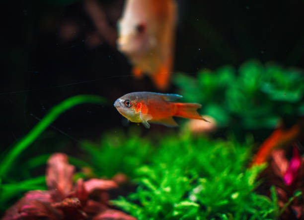 istock macropodus opercularis in my tank 1439544456