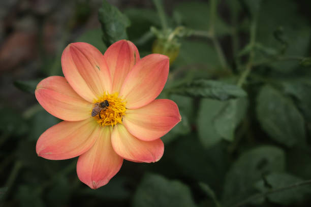 Bee on a dahlia stock photo