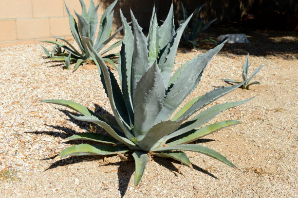 istock Agave plants growing freely in Tucson AZ 1439546103