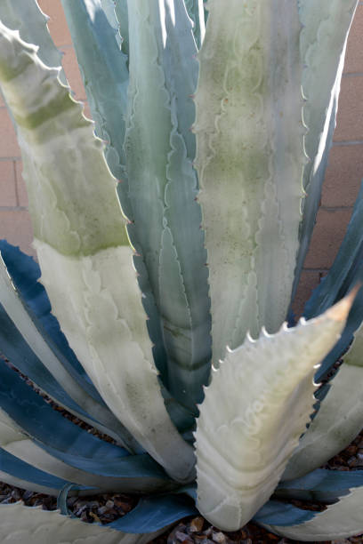 istock Agave plants growing freely in Tucson AZ 1439546138