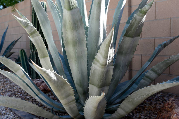 istock Agave plants growing freely in Tucson AZ 1439546217