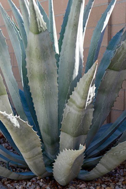 istock Agave plants growing freely in Tucson AZ 1439546226