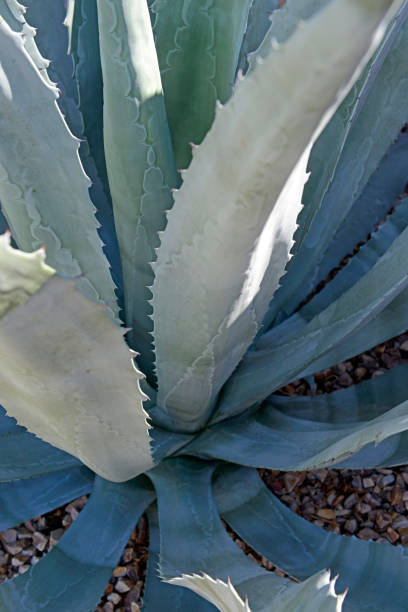 istock Agave plants growing freely in Tucson AZ 1439546275