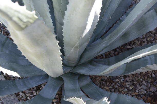 istock Agave plants growing freely in Tucson AZ 1439546305