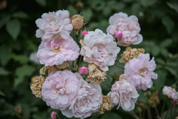 Pink damask roses stock photo