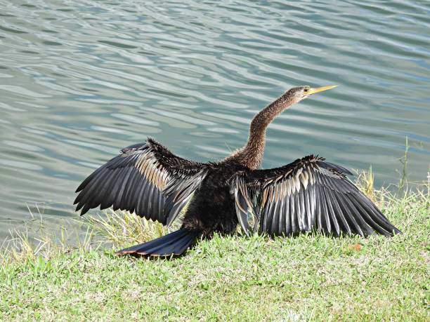 istock Anhinga (Anhinga anhinga) resting in the grass near a lake 1439547728