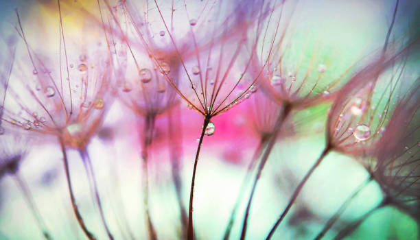 Gentle dandelion Close up of a Gentle, coloured dandelion with the water drop of morning dew. sunset dew stock pictures, royalty-free photos & images