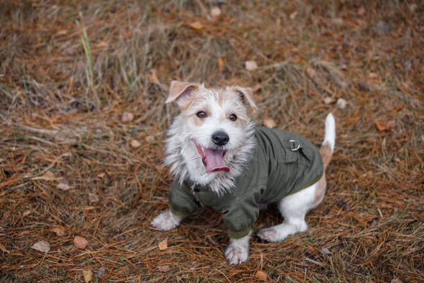 istock Wirehaired Jack Russell Terrier with a beard in a khaki jacket sits in the forest. View from above. Military dog concept. Blurred background for the inscription 1439548474