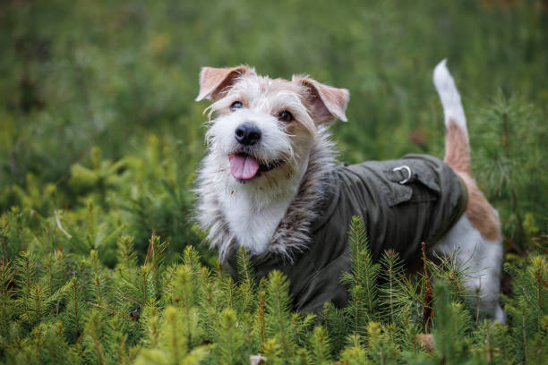 istock A wire-haired Jack Russell Terrier with a beard in a khaki jacket stands in a pine forest. Military dog concept. Blurred background for the inscription 1439548508
