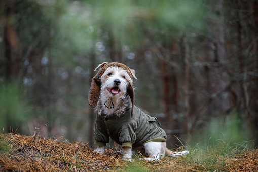 A wire-haired Jack Russell Terrier with a beard in a brown hat and a khaki jacket sits on logs in the forest. Military dog concept. Blurred background for the inscription.