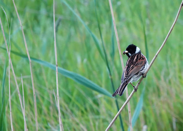 istock A male reed bunting perching on a reed stem with an insect in its beak. 1439549496