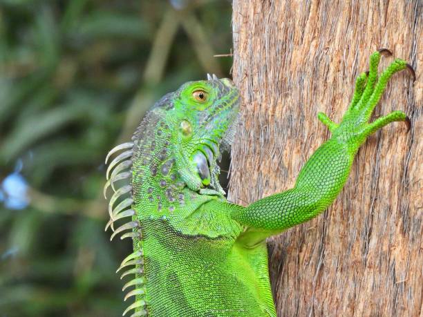 istock Green Iguana (Iguana iguana) - resting on the side of a palm tree 1439550705