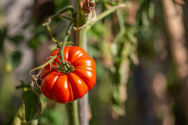 정원에 브루투스 토마토, 유기 생물학적 재배 야채 - brutus 뉴스 사진 이미지