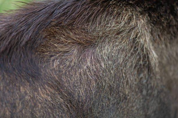 istock Moose adult brown fur close up texture for backgrounds or another graphic work 1439552756