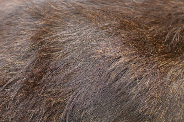 istock Moose adult brown fur close up texture for backgrounds or another graphic work 1439552778
