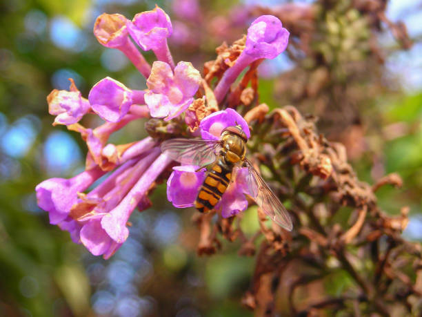 istock Marmalade Hoverfly - Episyrphus balteatus - on a pink blossom 1439553322