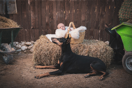 Photo of Cute newborn baby in basket with family's dog on farm