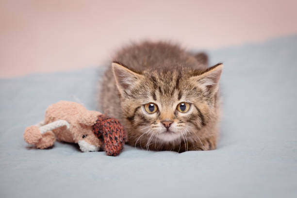 istock A cute kitten looking at the camera sits on a blanket in readiness to attack. From a low angle view indoors. 1439555760