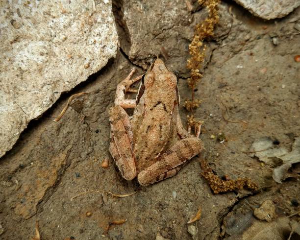 istock Wood frog | Rana sylvatica view in the forest from above 1439558444