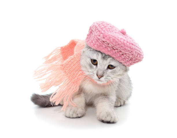 istock Cat in a hat and scarf. 1439558612