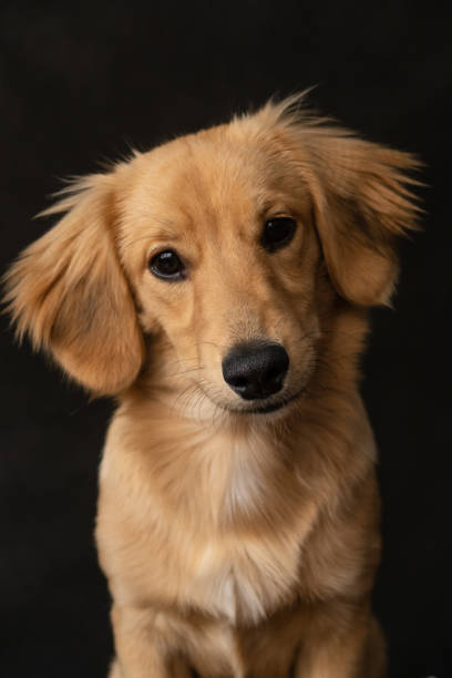 istock Cheerful red dog on a black background 1439559568