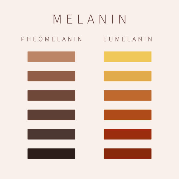 Melanin skin tone color palette scheme design Melanin color palette scheme. Eumelanin and pheomelanin pigment grades of skin, hair and eyes. Skin complexion diversity. Fitzpatrick skin type classification scale. Vector illustration epidermal cell stock illustrations