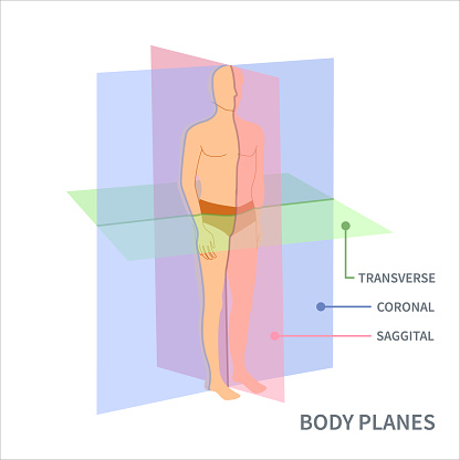 Body anatomical position diagram. Sagittal, coronal and transverse scanning plane types shown on a male body. Medical concept. Vector illustration.