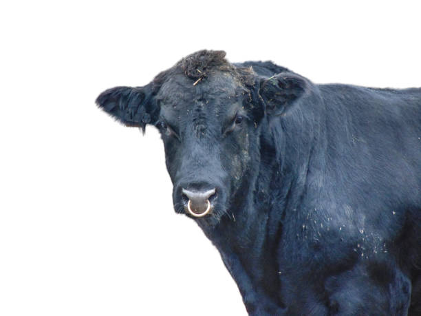 istock Black Angus bull isolated on white background 1439561651